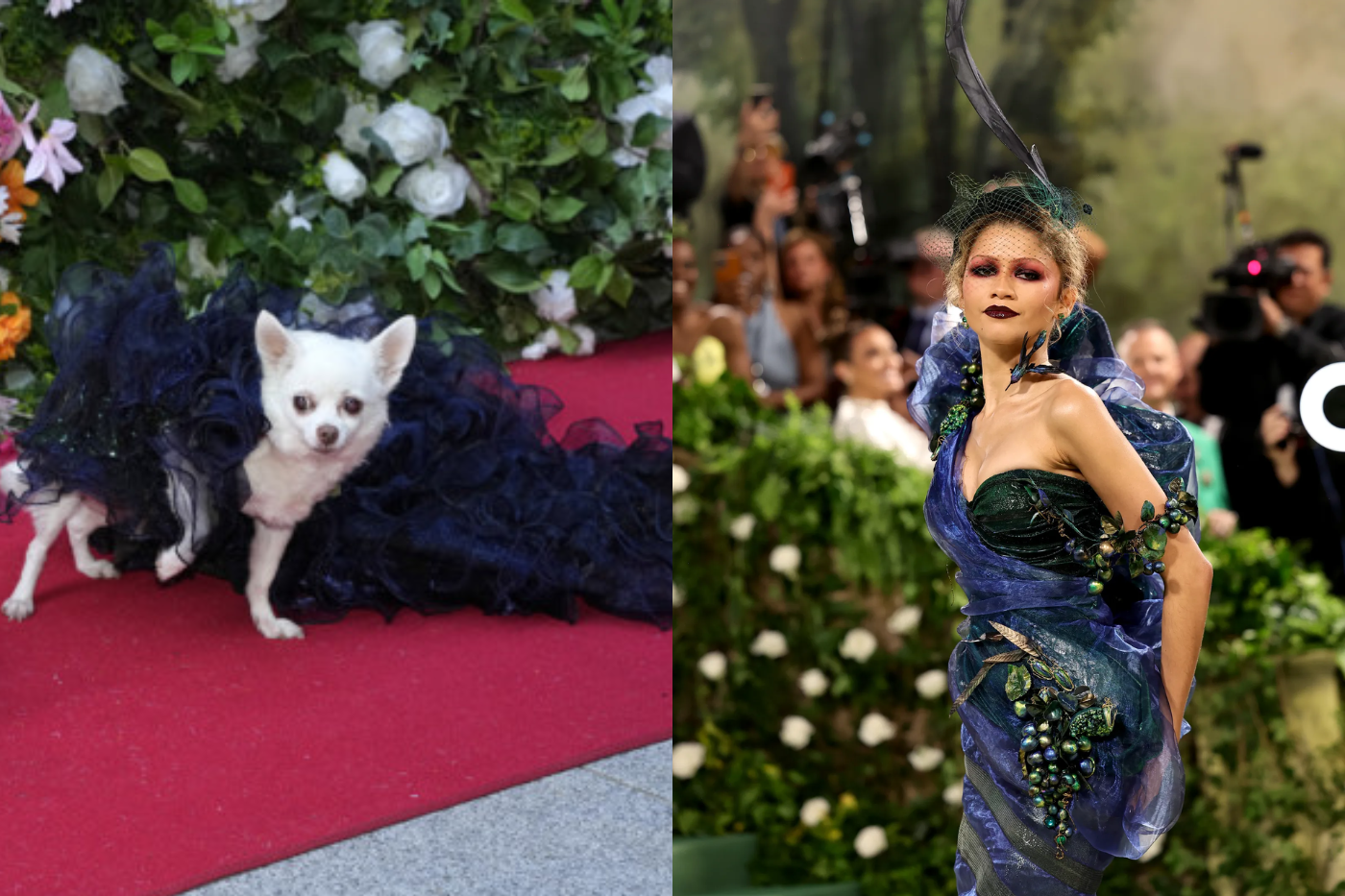 Kimba, la chihuahua que lució uno de los vestidos de Zendaya.