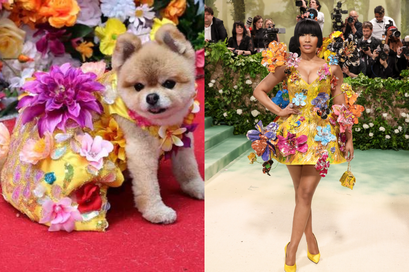 Un pomerania lució un look personalizado del diseñador inspirado en el look Marni de Nicki Minaj