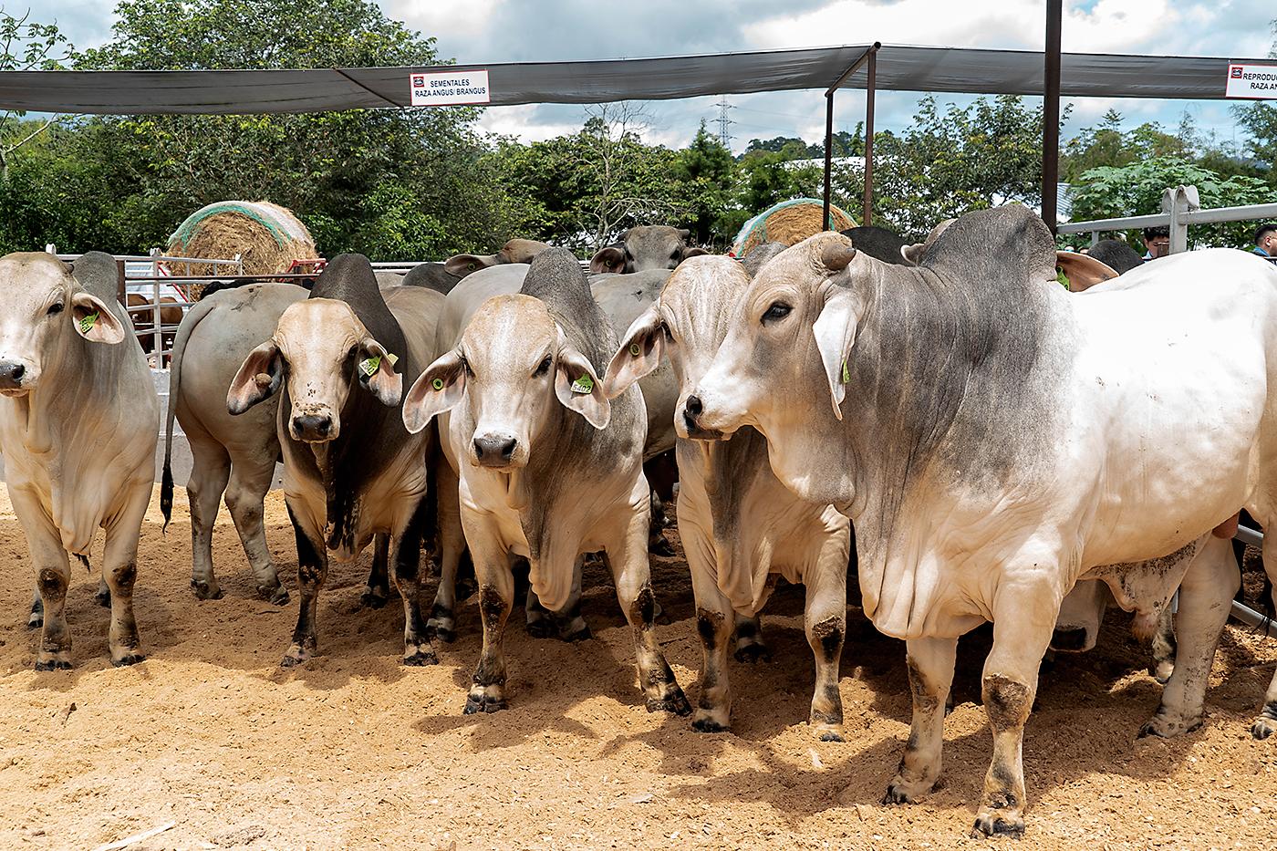 Tour de la Carne 2024 por Agroindustrias del Corral