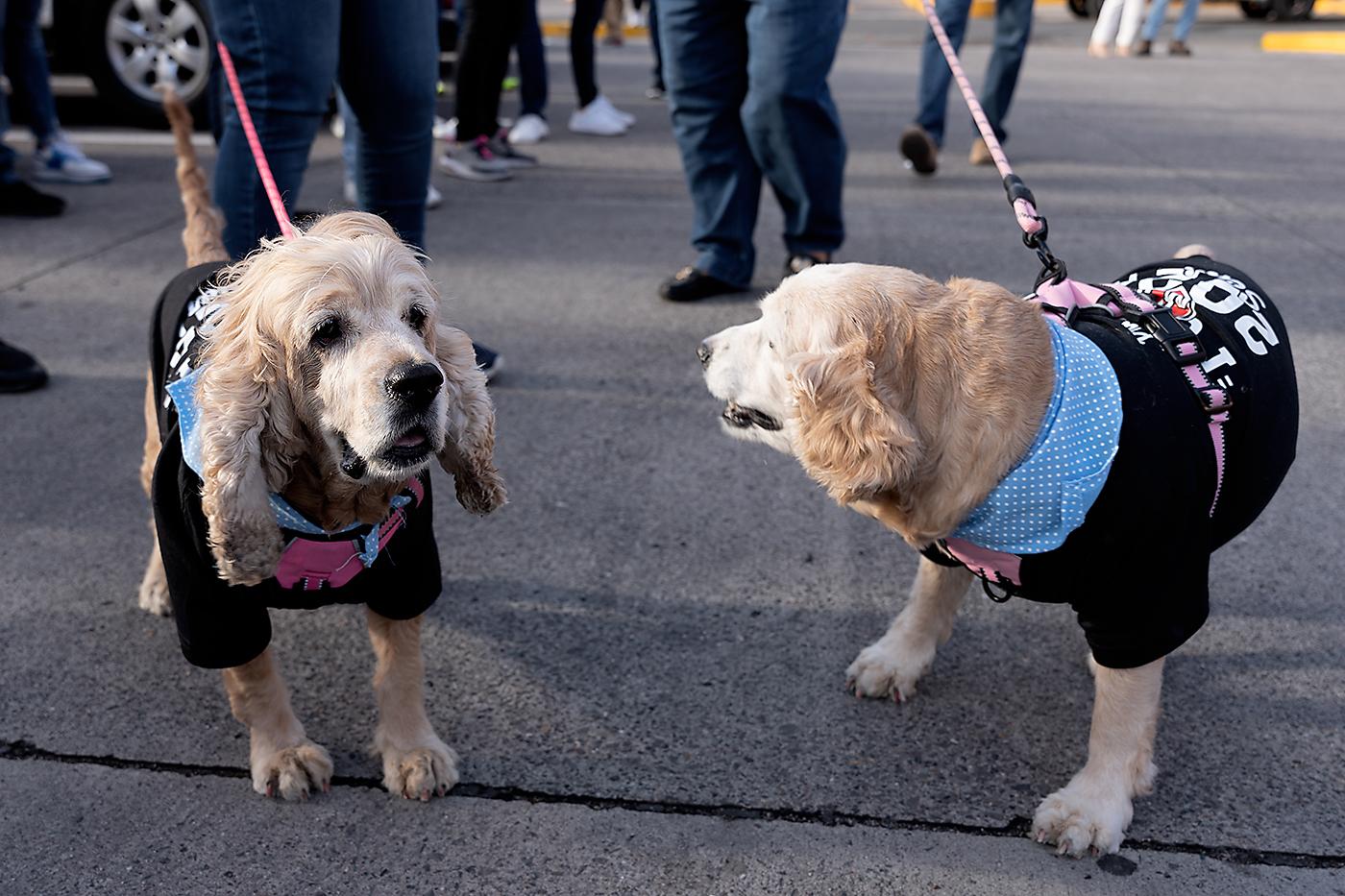 Las mascotas de los seniors también se unieron al evento