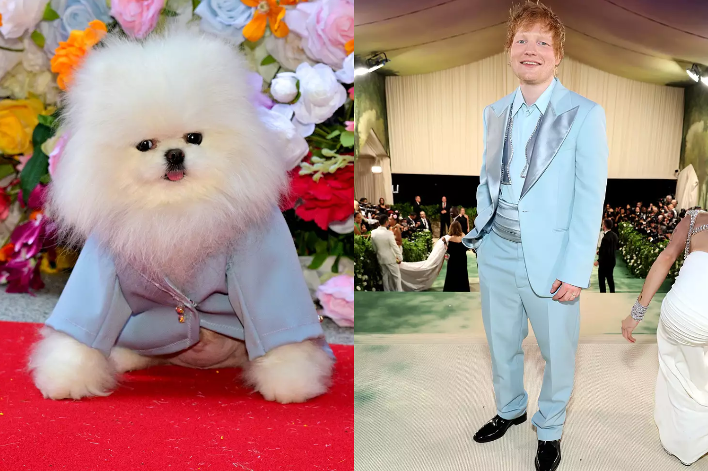El traje azul celeste de Ed Sheeran para la Met Gala inspiró el traje de Pet Gala de Fritz el Pomerania. 