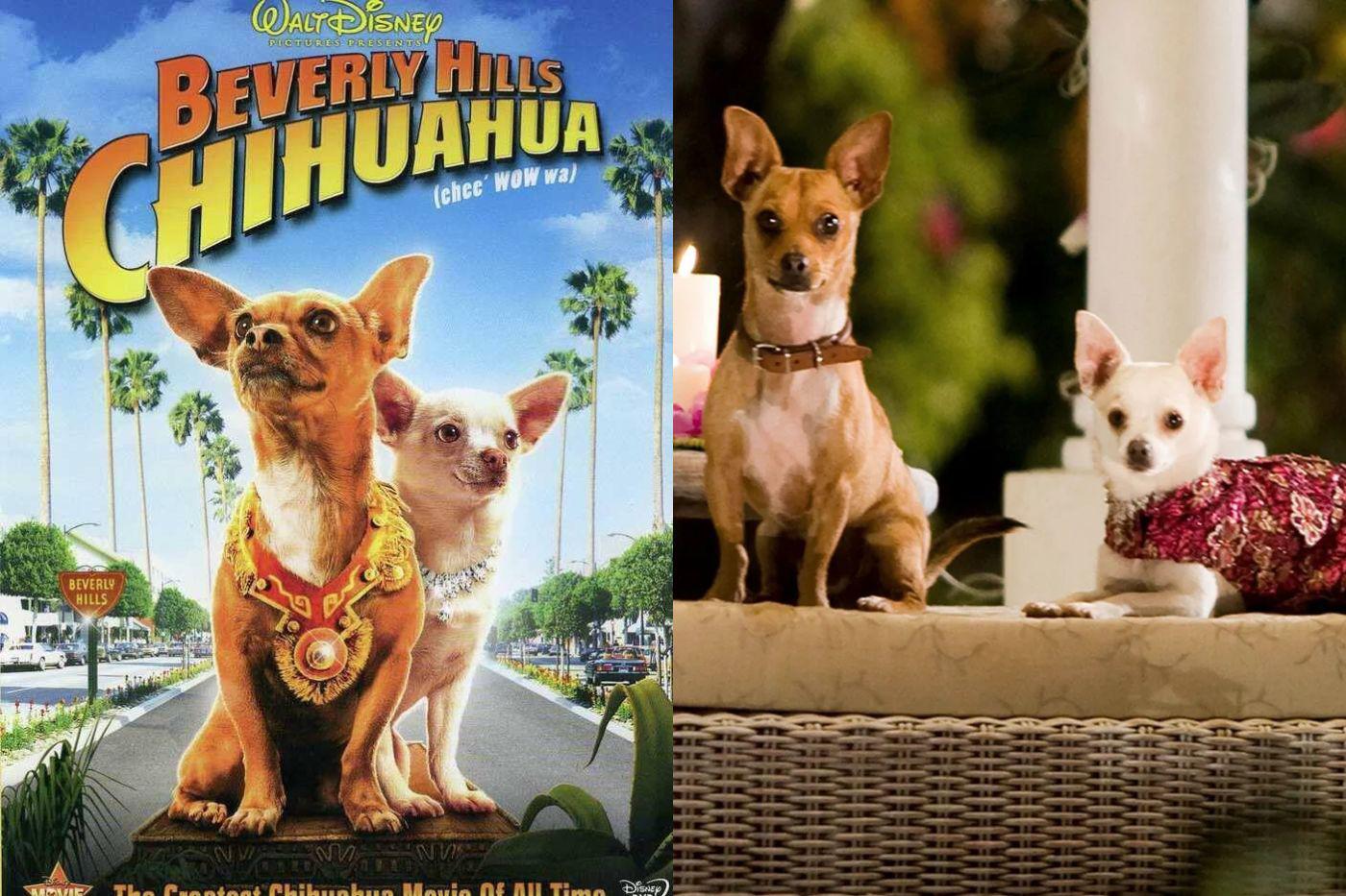 <b>Una chihuaha de Beverly Hills </b>Chloe, una chihuahua mimada de Beverly Hills, se topa con la cruda realidad al perderse en una zona peligrosa de México. Sin rastro de las boutiques de Rodeo Drive, se siente completamente perdida, hasta que dos perros callejeros, Delgado y Papi, le echan una mano y la ayudan a encontrar el camino de regreso a casa.