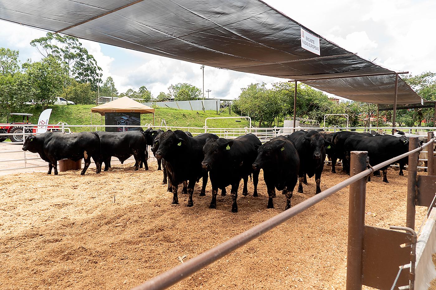 Tour de la Carne 2024 por Agroindustrias del Corral