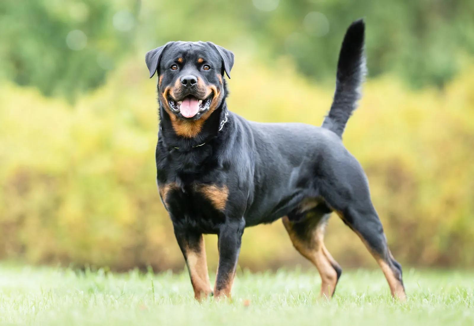 Rottweiler. Es una raza atenta, obediente, confiable y leal. Su inteligencia, carácter y facilidad de entrenamiento permite que puedan servir como perros protectores, de asistencia, para terapias o como perros policía