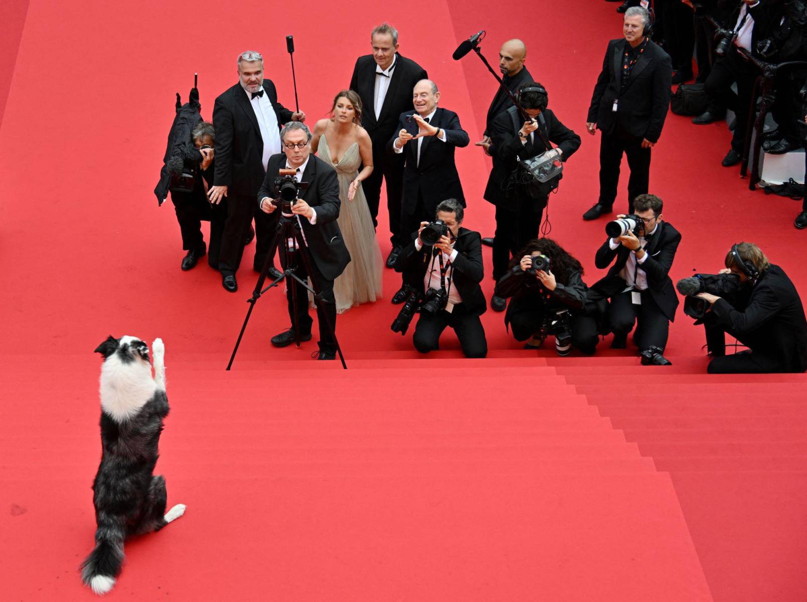Messi, un perro de raza border collie, también robó cámara en la apertura de Cannes