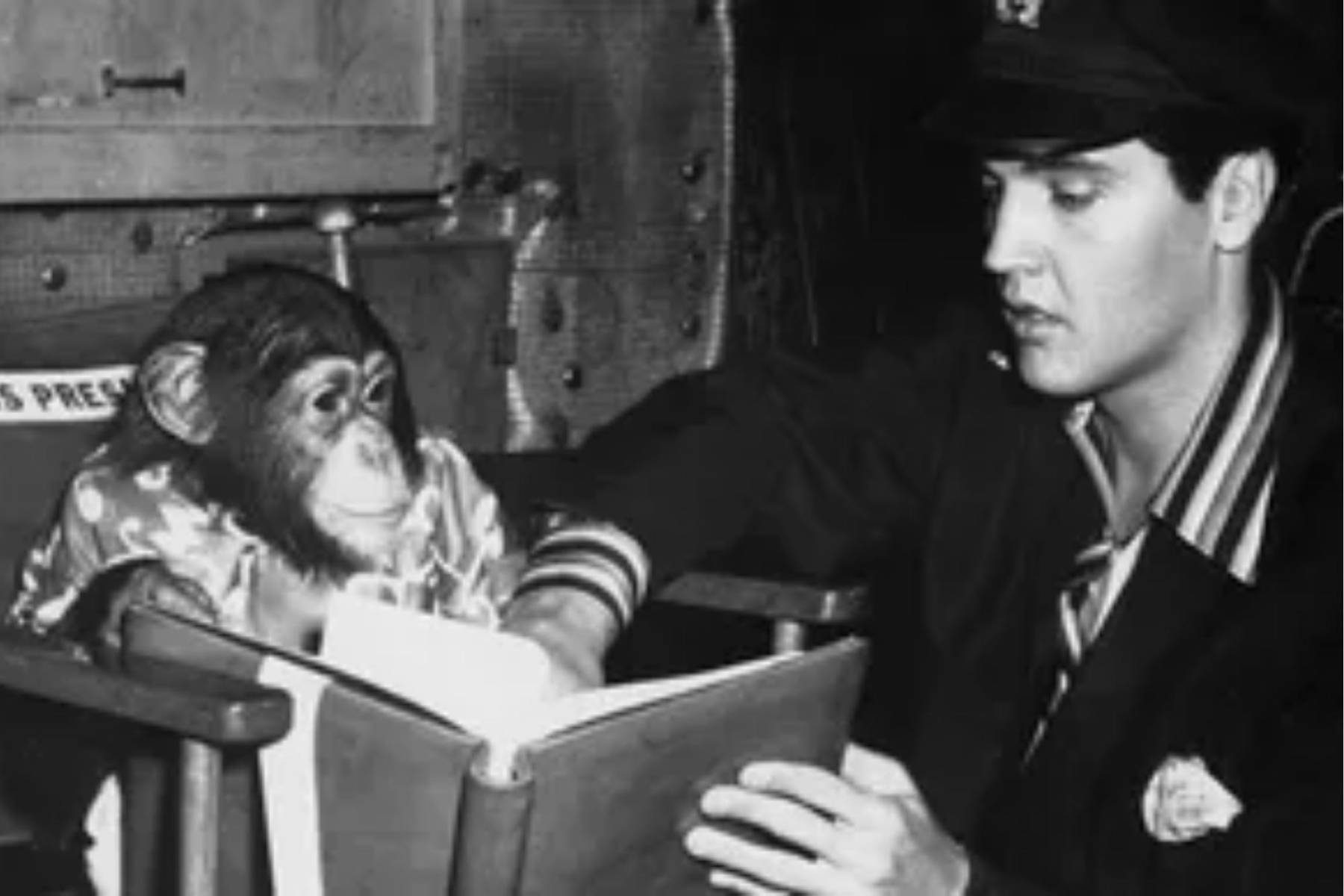 11. Tenía una variedad de mascotas, incluyendo un canguro, un pavo real y chimpancés.