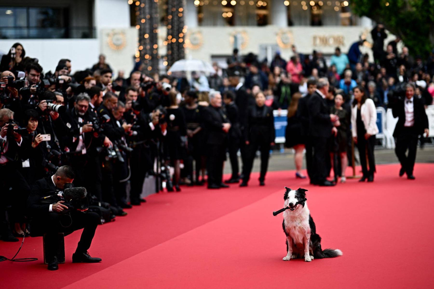 Messi, el perro estrella del filme francés Anatomía de una Caída, ganador del Oscar como Mejor Guión Original 2024, posa ante la prensa en la alfombra roja de Cannes 