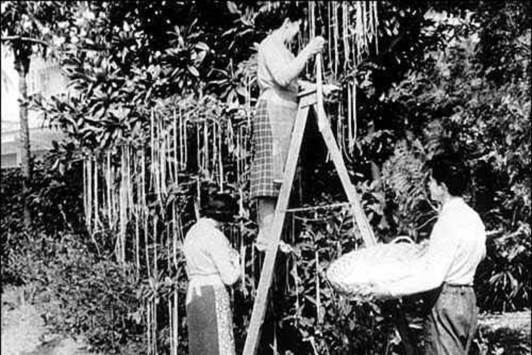 <b>Bromas en los medios de comunicación</b>En el siglo XX, los medios de comunicación comenzaron a participar en las bromas del 1 de abril. En 1957, la BBC transmitió un documental falso sobre la cosecha de espaguetis en Suiza, lo que llevó a muchas personas a preguntarse si era verdad.