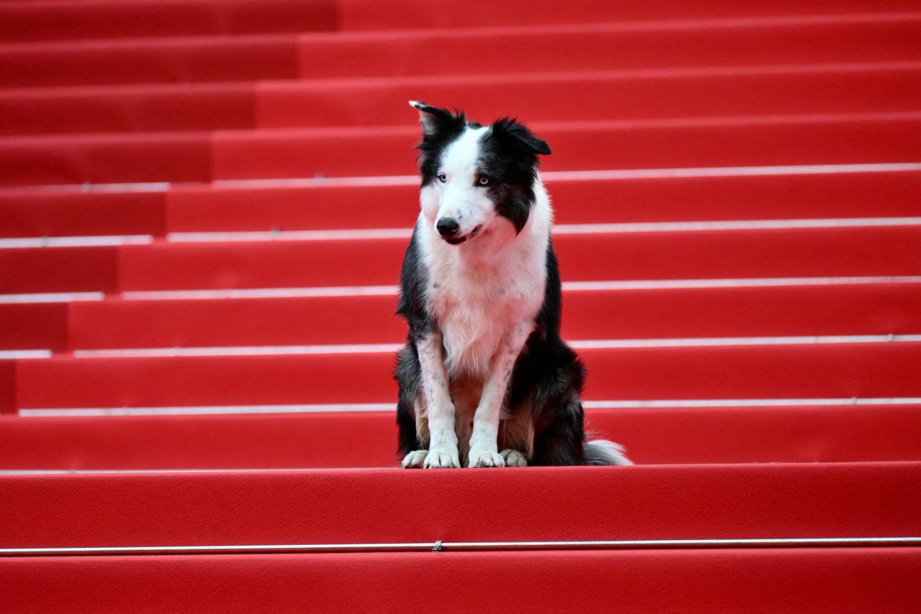 Messi, quien ya participó en la ceremonia de los Oscar, asistió a la apertura de la 77 edición del festival de cine más importante del mundo