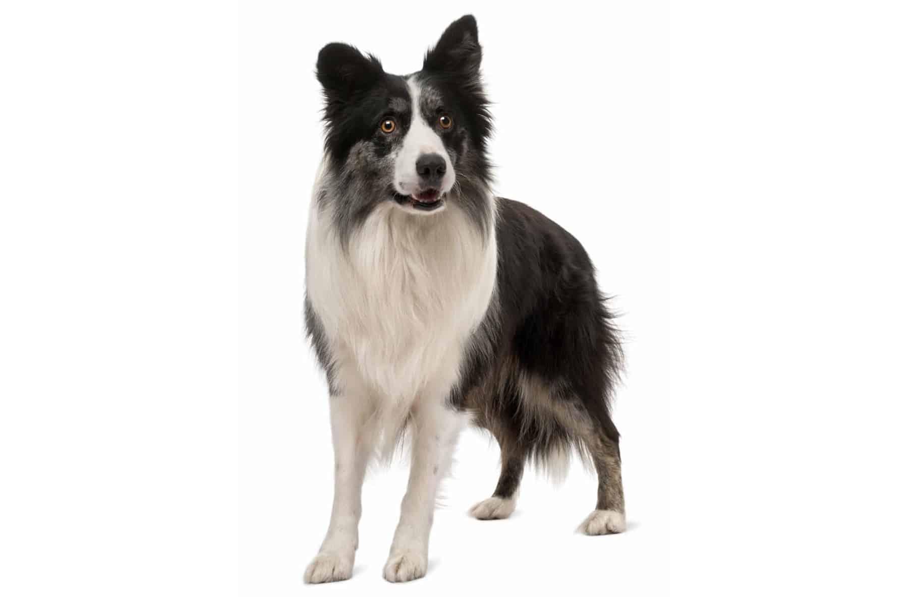 Fieles, obedientes y ordenados son los Border Collie quienes ocupa el primer lugar entre los perros más inteligentes del mundo. Se destacan por su capacidad de agilidad, forma física y la rapidez para aprender.