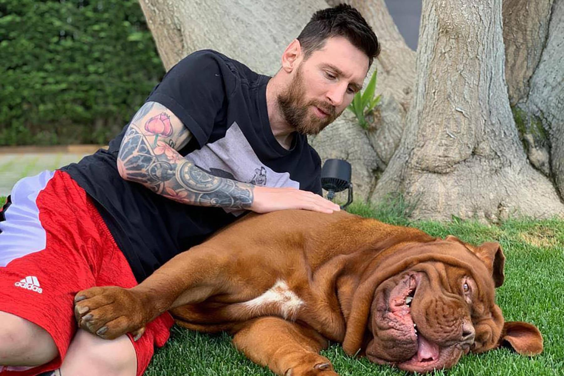6. Messi tiene un Dogo de Burdeos llamado Hulk. Este perro, que parece más un oso por su tamaño, es una parte importante de su vida familiar y se ha vuelto famoso en las redes sociales.