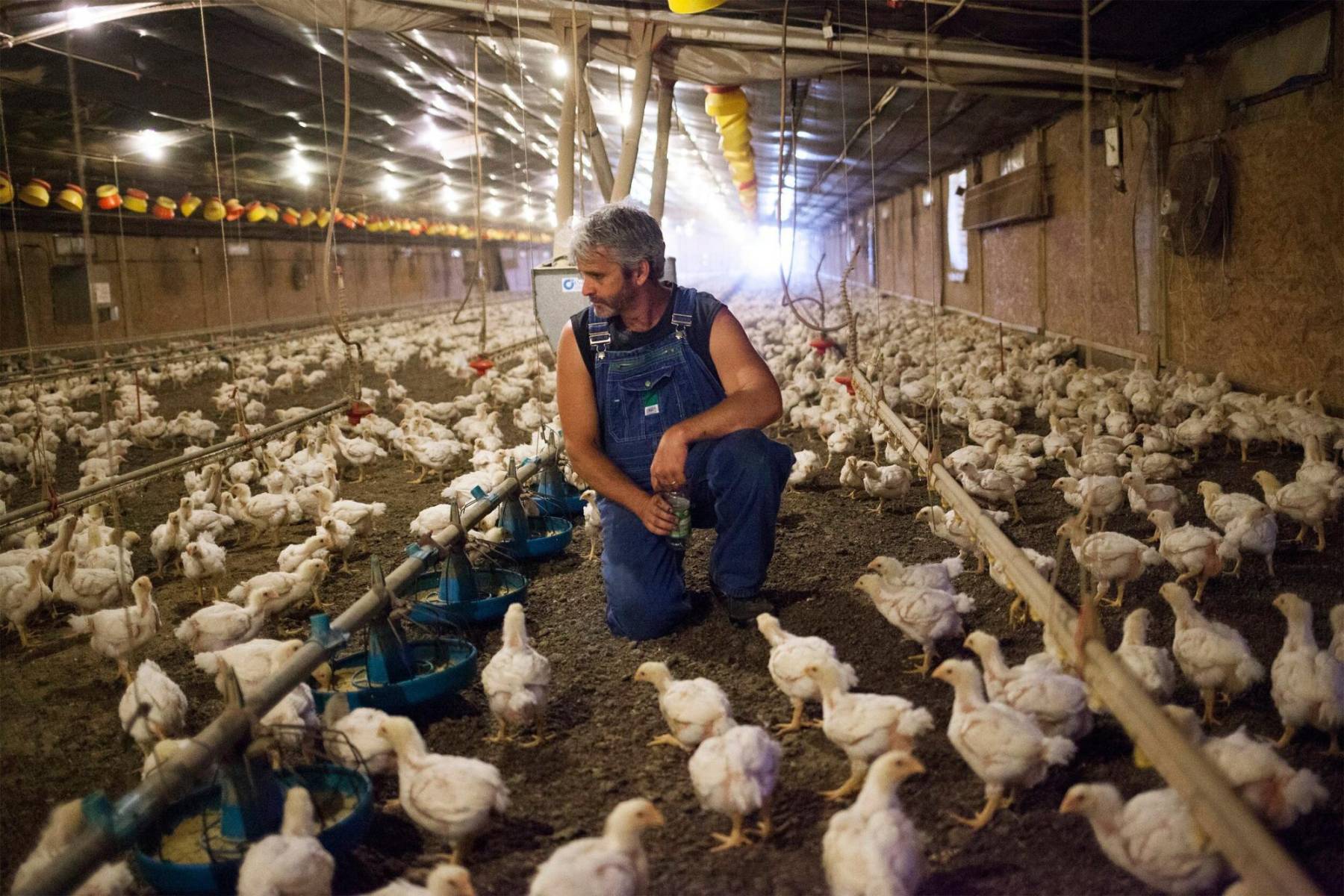 “El desplume, la manipulación de cadáveres de aves de corral infectadas y la preparación de aves de corral para el consumo, especialmente en entornos domésticos, también pueden ser factores de riesgo”, describe la Organización Panamericana de la Salud.