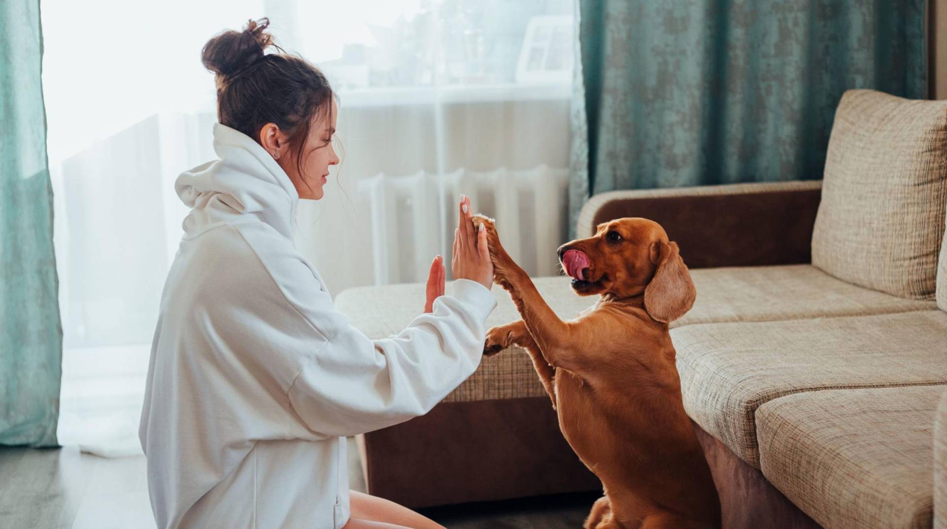 Estimulación mental. Proporciona actividades que desafíen y estimulen la mente de tu perro, como juegos de búsqueda, entrenamiento de obediencia y juguetes interactivos.