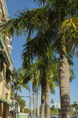 Daniella Rezai desde Miami