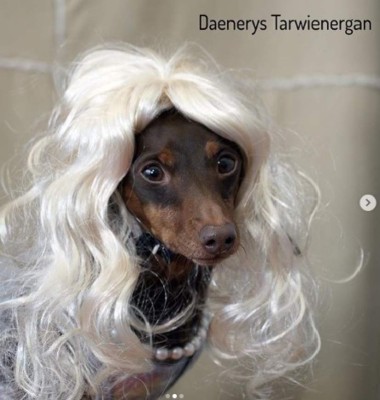 Crusoe, el perro celebrity que recreó los personajes de Game of Thrones