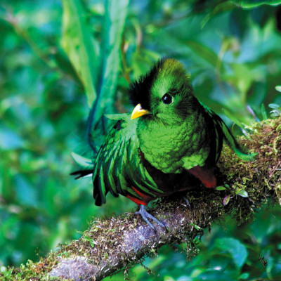 Resguardado entre los bosques de La Tigra se encuentra el tímido y evasivo quetzal