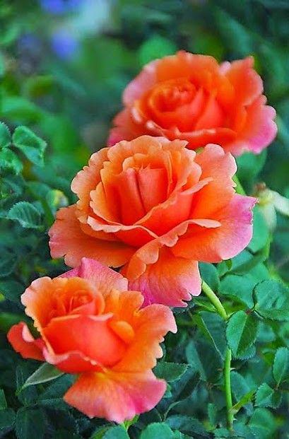 Rosas anaranjadas. Es la mezcla de los colores, amarillo y rojo. El color naranja se relaciona con el fuego, la diversión, la alegría, lo extrovertodo y exótico.