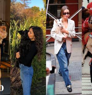 Desde Zendaya con Noon hasta Ariana Grande con Toulouse, es probable que reconozcas alguno de estos perritos por sus célebres dueños, ya sea por sus posts en Instagram o por fotos tomadas por los paparazzi. Así que, si eres amante de los perros, seguro que vas a disfrutar de ver cómo estas estrellas adoran a sus amigos peludos.