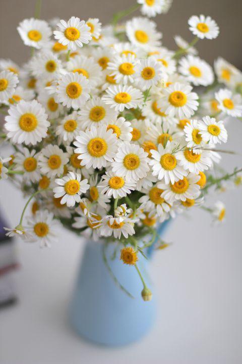 Las margaritas son una de las flores más alegres y clásicas<b> </b>que existen. Es una de las flores por excelencia del amor, sobre todo para “saber si alguien te ama o no”