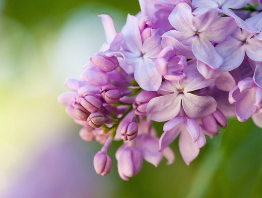 ¿Qué dice tu flor favorita sobre tu personalidad?