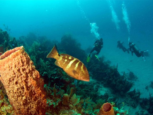 Roatán, entre las 10 islas más importante del mundo