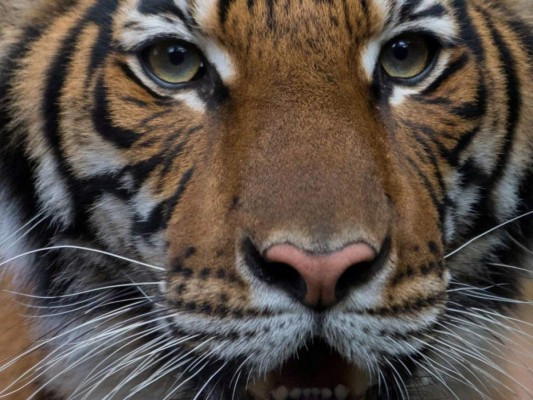 Un tigre del zoológico del Bronx en NY dio positivo para Covid-19