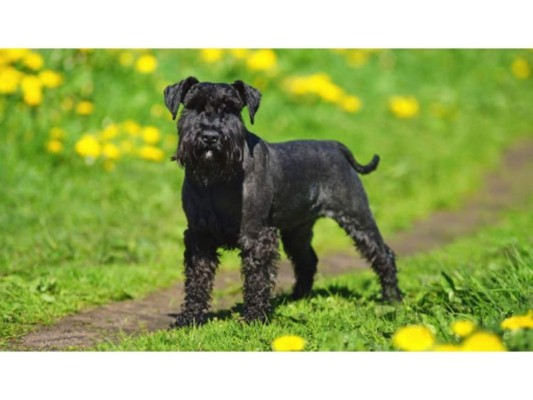 5. Schnauzaer miniatura.