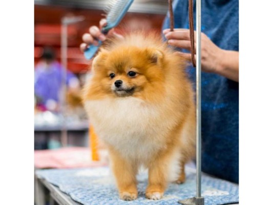 ¿Sabías que estos requieren de un cepillado de cabello diario? Son propensos a sufrir de alergias y únicamente lo mudan en época de primavera y otoño.