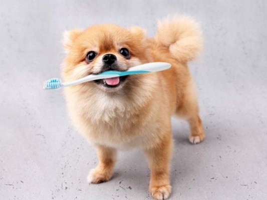 Es necesario que a partir de los siete meses empieces a cepillar sus dientes, esto debido a que producen rápidamente caries.