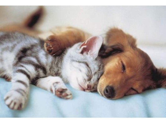 Siempre ha habido una rivalidad entre quien prefiere a los gatos o a los perros, aunque no los creas hay más gatos siendo mascota de alguna persona, esto se debe a que ellos son más dependientes y no necesitan tanto cuidado como los canes.