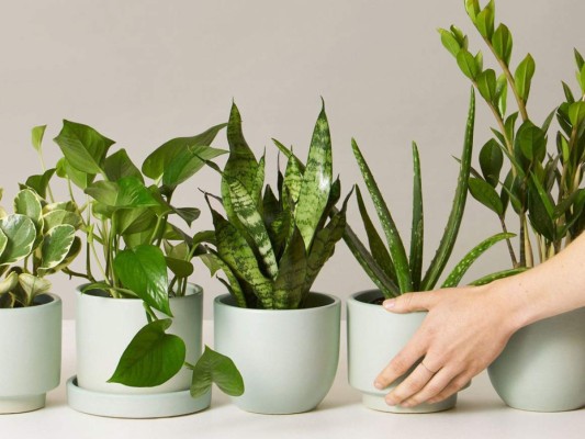 Beneficios de tener plantas en casa