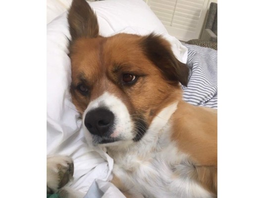 ''Estuve caminando de arriba abajo entre los pasillos, hasta que vi a este muchacho. Inmediatamente quedé encantado con él y pensé que sería un buen perro'', aseguró a People.