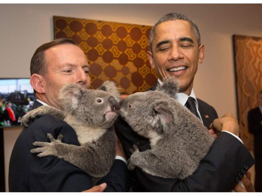 Abrazando Koalas en Brisbane, Australia en 2014