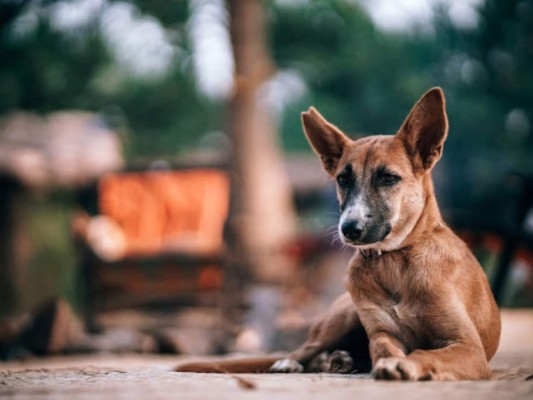 ¿Por qué se celebra el Día Mundial del Perro?