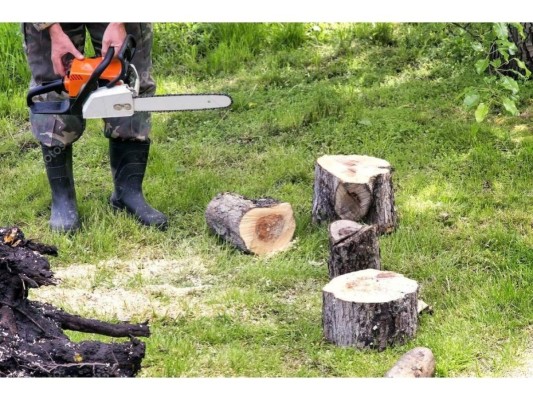 8. Corta ramas de árboles que podrían desprenderse y causar daños.