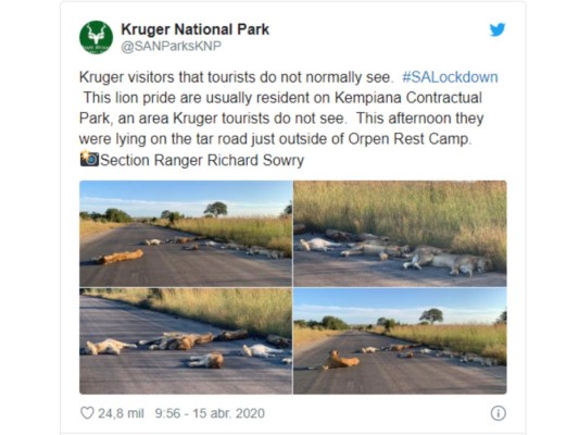 Una manada de leones disfruta de un tierno descanso en medio de las carreteras