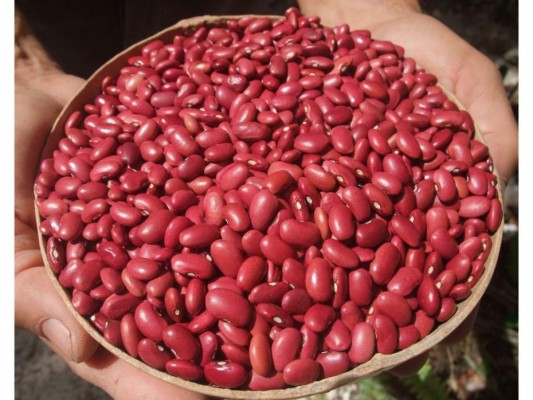 Frijoles rojos.