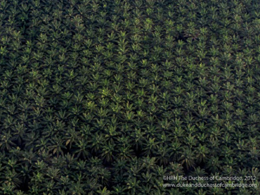 William y Kate estrenan página web