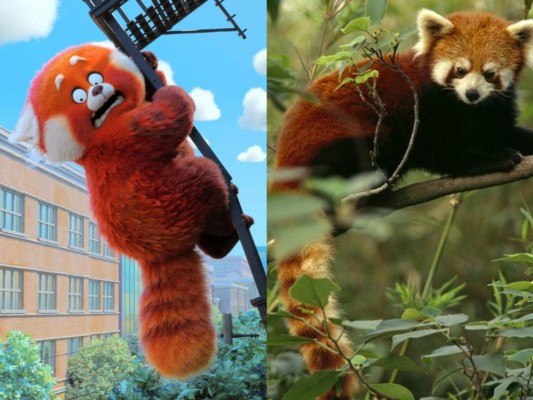 La protagonista de la película, Mei Lee, se transforma en un panda rojo gigante dependiendo de su estado de ánimo, esto debido a una maldición. El panda rojo en realidad existe y es una de las muchas criaturas en peligro de extinción, pero vean qué cositas más adorables ¡Ay!