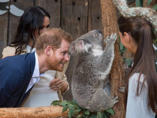 El Zoo Taronga en Sídney fue una de las experiencias favoritas de la pareja, les dio la oportunidad de conocer a sus dos koalas.