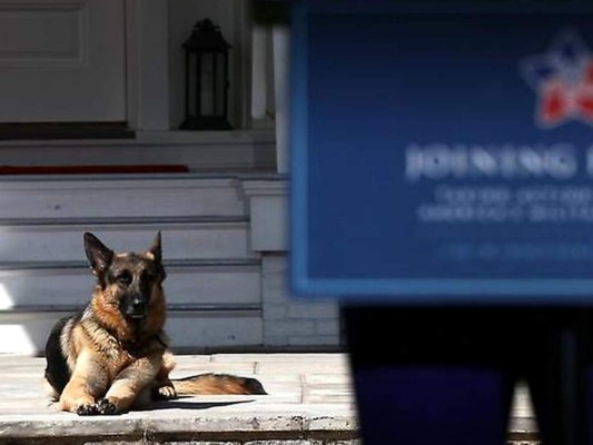 Champ y Major, las nuevas mascotas presidenciales