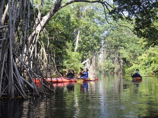 Laguna de Cacao un encuentro con los manglares y los monos aulladores y cara blanca.