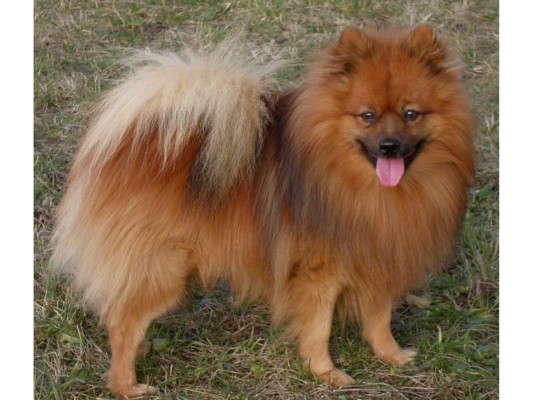El origen de este cachorro proviene de la región de Pomerania Central, ubicada entre Alemania y Polonia. Aunque sean conocidos por su diminuto tamaño, los primeros ejemplares eran mucho más grandes y hasta llegaban a pesar 10 kilogramos.