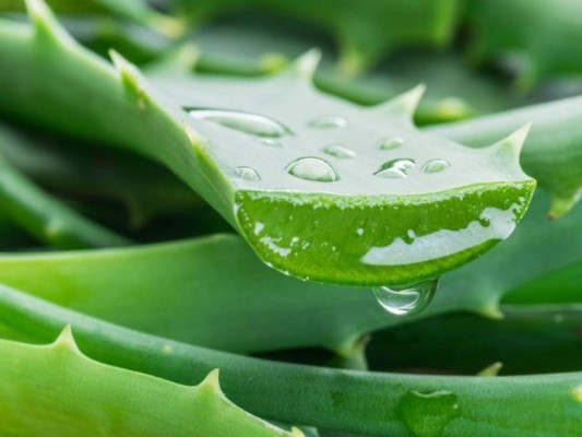 Aloe vera: La aloe vera es muy buena para tratar quemaduras, acné, cicatrices, entre otras. Debes abrir una hoja de la planta, extraer el gel y aplicarla directamente sobre la piel.