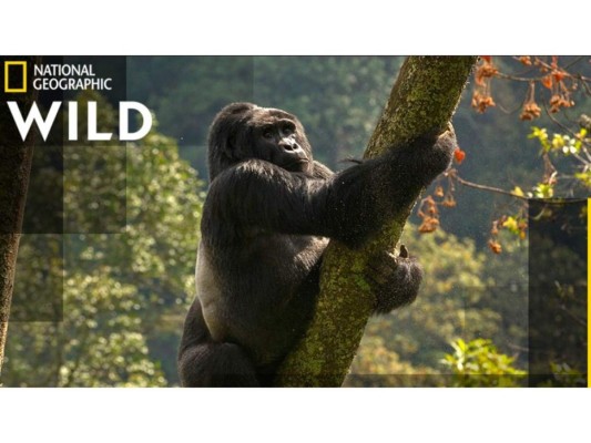 Wild Uganda - 22 de enero.