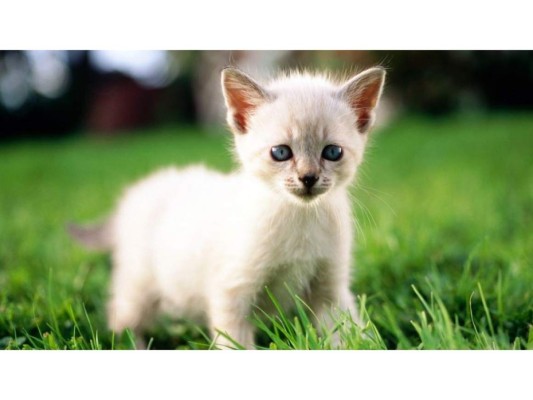 Sarna<br/>La sarna es una enfermedad dermatológica que se transmite por el contacto de la piel con animales como gato y perro. <br/>