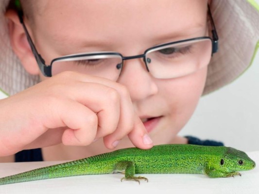 Los amantes de lo poco común se inclinan más por escoger animales exóticos como lagartijas, hurones, serpientes, escorpiones, incluso ratas y ratones. El dueño de una mascota exótica gusta de lo desconocido, de la aventura y de lo poco común.