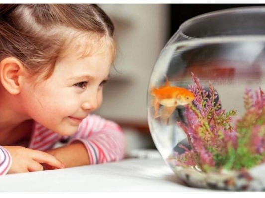 Los peces son mascotas que suelen elegirlas aquellas personas que prefieren la tranquilidad en su hogar. Pero todo dueño de un pez sabe que debe dedicar tiempo y cuidado. Son personas que les gusta alcanzar la perfección aprendiendo día a día para lograr el acuario perfecto.