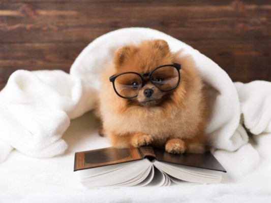 Mencionando un dato curioso sobre estos caninos, en la clasificación de Stanley Coren, acerca de la inteligencia canina, ocupó el puesto 23. Aparte de lindos, son astutos.