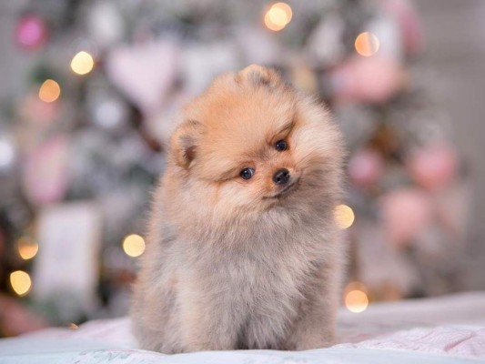 Al ser estos perros falderos, debes procurar que nunca se encuentren en soledad pues no la soportan. Si esto ocurre o si se sienten incómodos ladran excesivamente. Estos aman la compañía de sus seres queridos, recuerda siempre tenerlo contigo, siempre están dispuestos de darte amor y echarse en tu regazo.